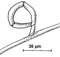 Fangring von Arthrobotrys dactyloides