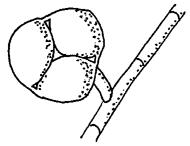 kontrahierter Fangring von Arthrobotrys dactyloides