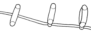 Fangringe von Arthrobotrys dactyloides