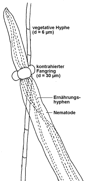 kontrahierter Fangring von Arthrobotrys dactyloides mit gefangenem Nematoden