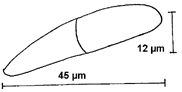 Konidium von Arthrobotrys dactyloides