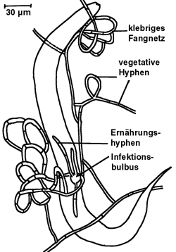 Nematode im Fangnetz von Arthrobotrys oligospora