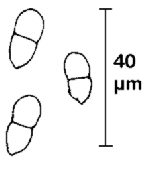 Konidien von Arthrobotrys superba