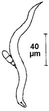 Nematoden mit anheftenden, frisch gekeimten Konidien von Arthrobotrys superba