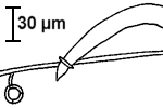 Nematode im Fangring von Dactylaria candida