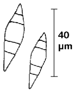 Konidien von Dactylaria candida