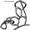 dreidimensionales Fangnetz von Arthrobotrys oligospora