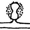 Sanduhrförmiger Fangknoten von Hohenbuehelia petalodes