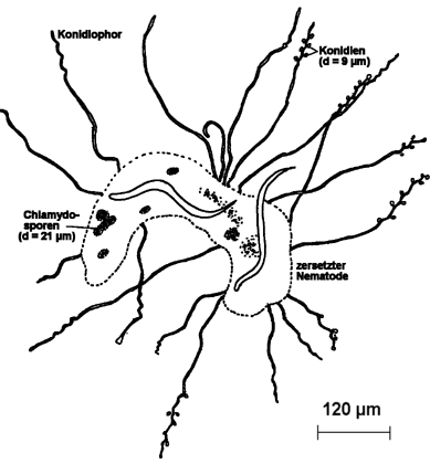 Meristacrum asterospermum mit zersetztem Nematoden