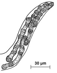 Meristacrum asterospermum (frühes Stadium)