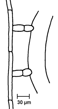 Fanghyphenfortsätze von Monacrosporium cionopagum mit erbeutetem Nematoden