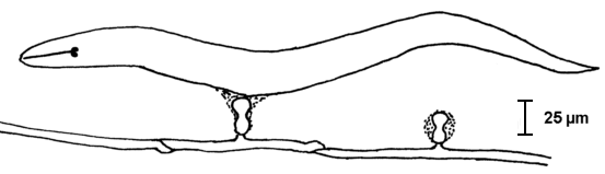 Sanduhrförmige Klebknoten am Schnallenmycel von Hohenbuehelia petalodes / 
Nematoctonus geogenius mit gefangenem Nematoden