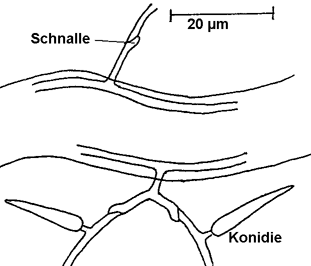 Nematode, infiziert mit Nematoctonus leiosporus