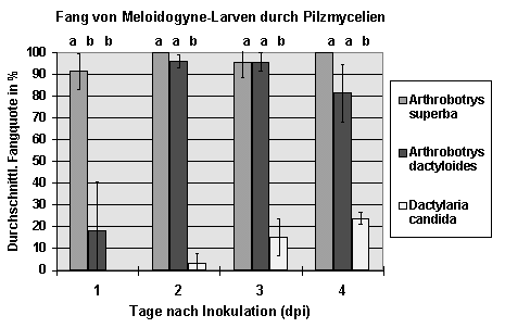 Fangquoten: Fang von Meloidogyne-Larven durch Pilzmycelien